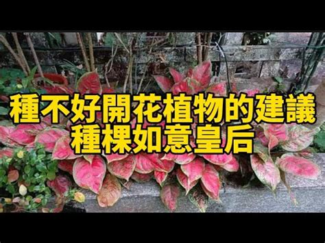 如意開花